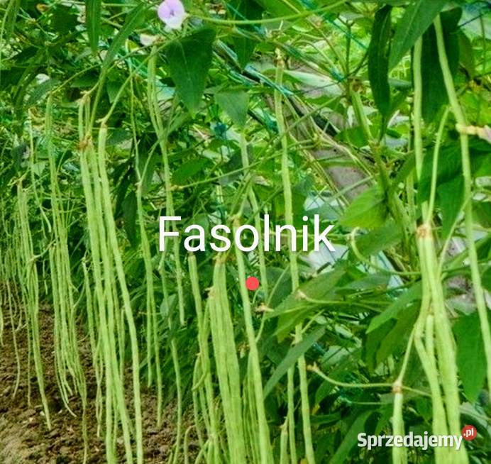 Broda mnicha warzywo Nasiona Fasolnik