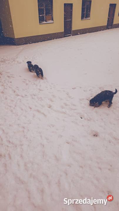 Smycz szczeniąt terier walijski Starachowice sprzedam