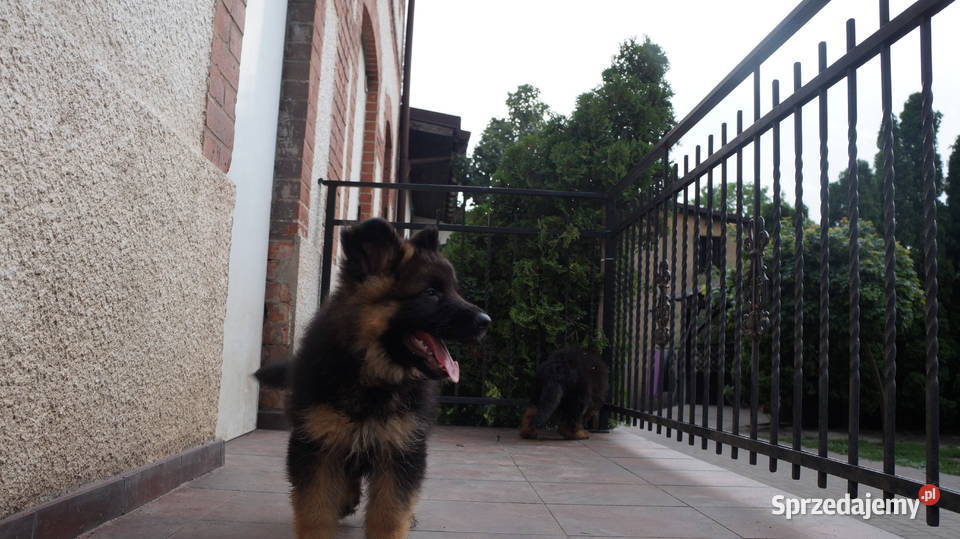 OWCZAREK NIEMIECKI SZCZENIĘTA Bydgoszcz