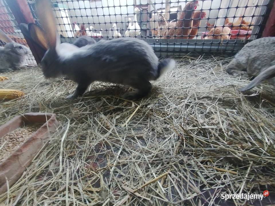 Króliki belgijskie z baranem Szubin