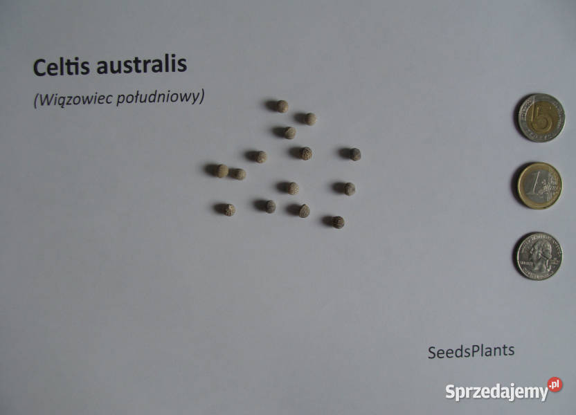 WIĄZOWIEC POŁUDNIOWY Celtis australis NASIONA 60 Lubanie sprzedam