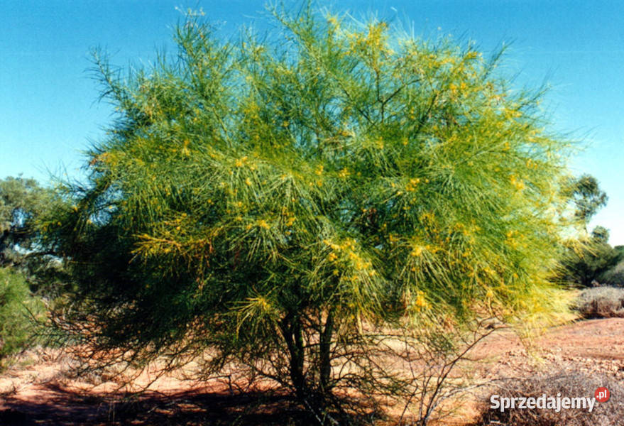 PARKINSONIA ANCULEATA Parkinsonia anculeata Lubanie