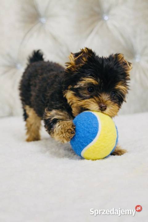 York Czekladowy piesek piękny bez wad Namysłów sprzedam