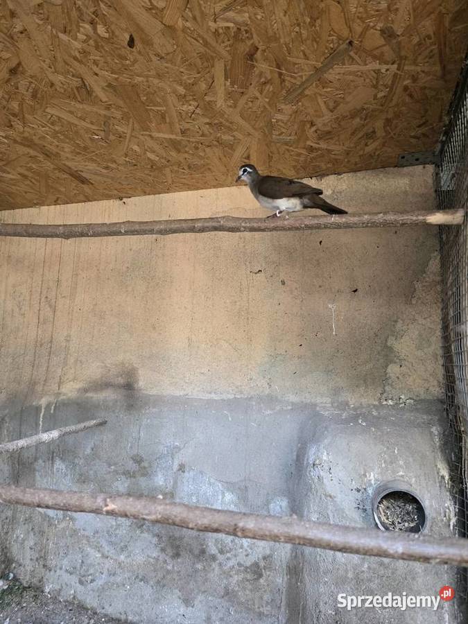 Gołabek tamburyn Płużnica Wielka