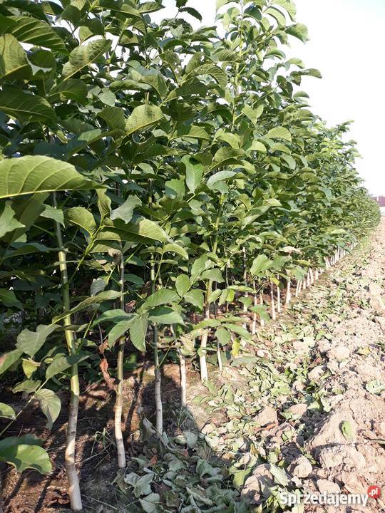 Orzechy włoskie Sadzonki orzech włoski Sandomierz