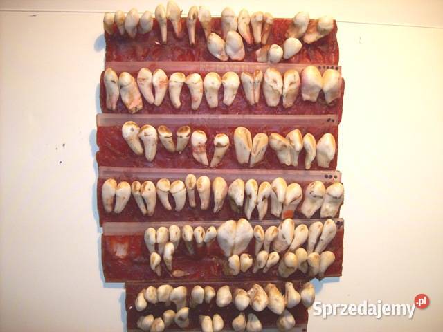 Grandle zwane też hakami 105 Wałcz