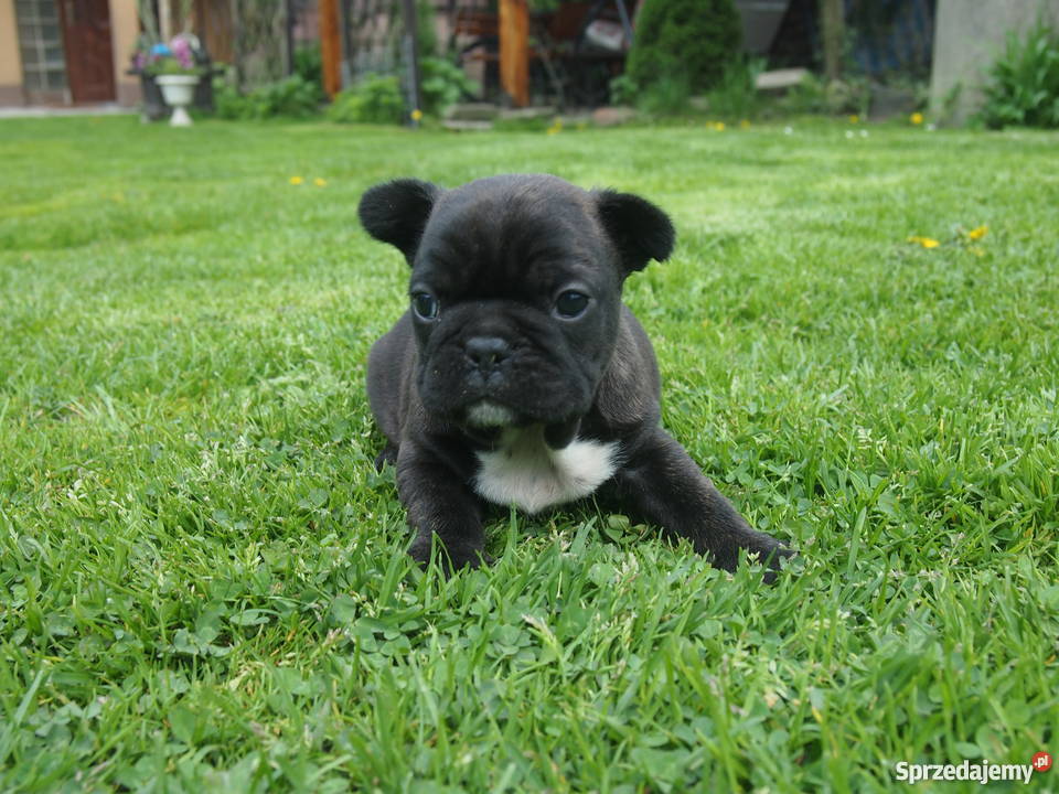 Buldog Francuski piesek Skierniewice