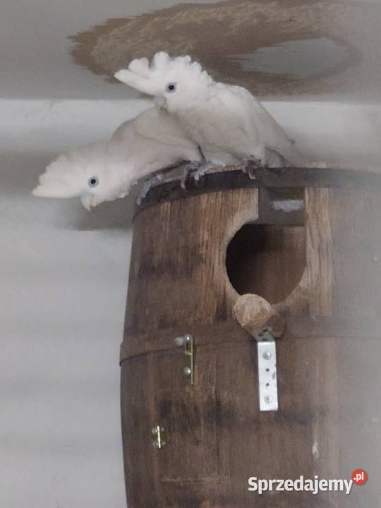 Kakadu salomońskie samiec dorosły Ptaki Częstochowa