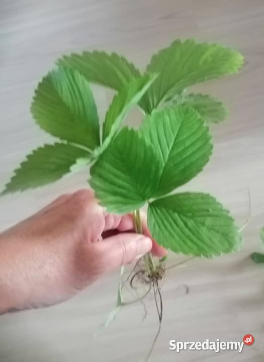 Poziomka leśna sadzonki 20 pomorskie Gdynia