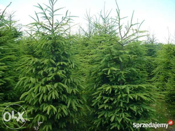 Choinki własna plantacja niska hurt Słupsk sprzedam