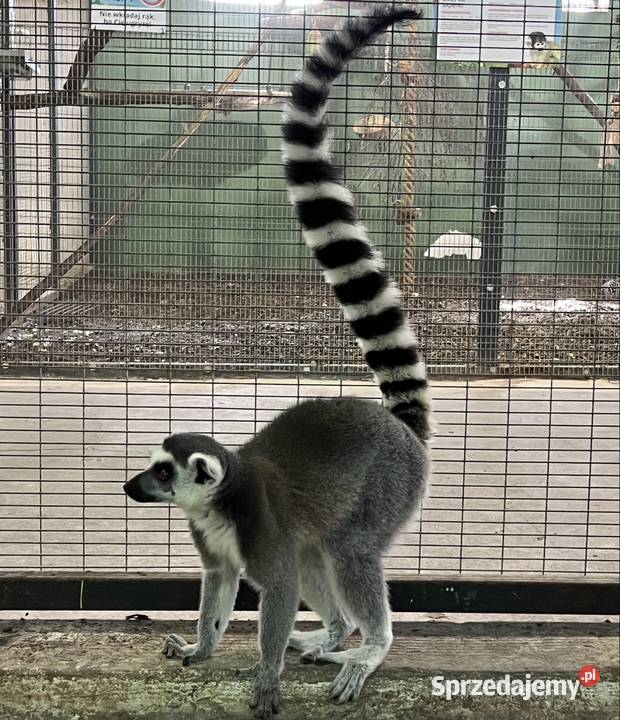 Lemur Katta samica 12lat Walim sprzedam