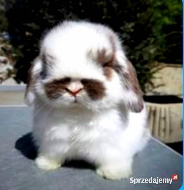 Cudowne kroliczki mini lop Poznań