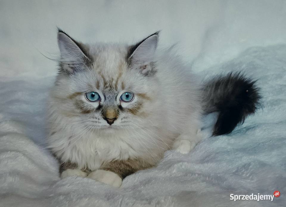 Koty Syberyjskie Neva Masquerade LORD Kwilcz