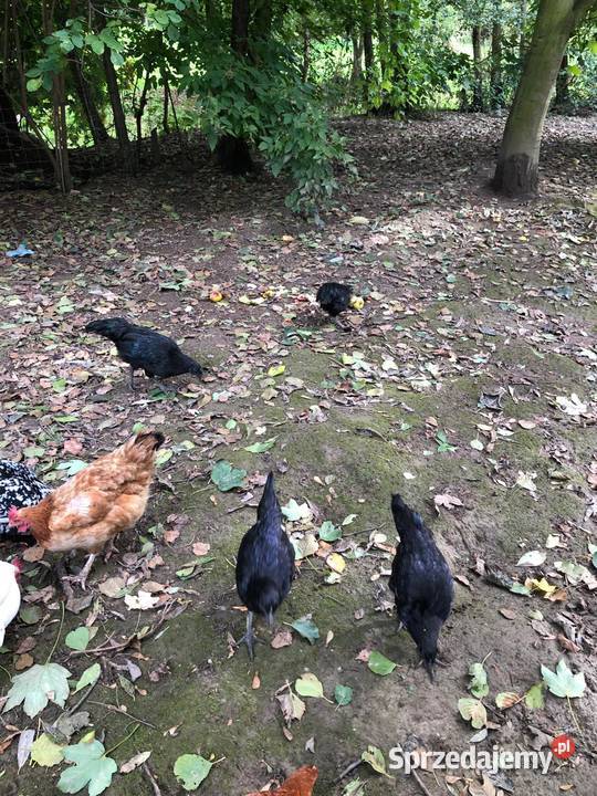 Kury i koguty Ayam Cemani koguty Vorwerk Sędziszów Małopolski