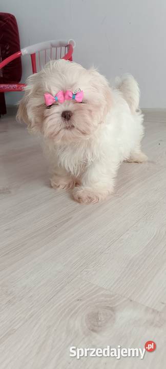 Przepiękna biała suczka rasy ShihTzu Namysłów