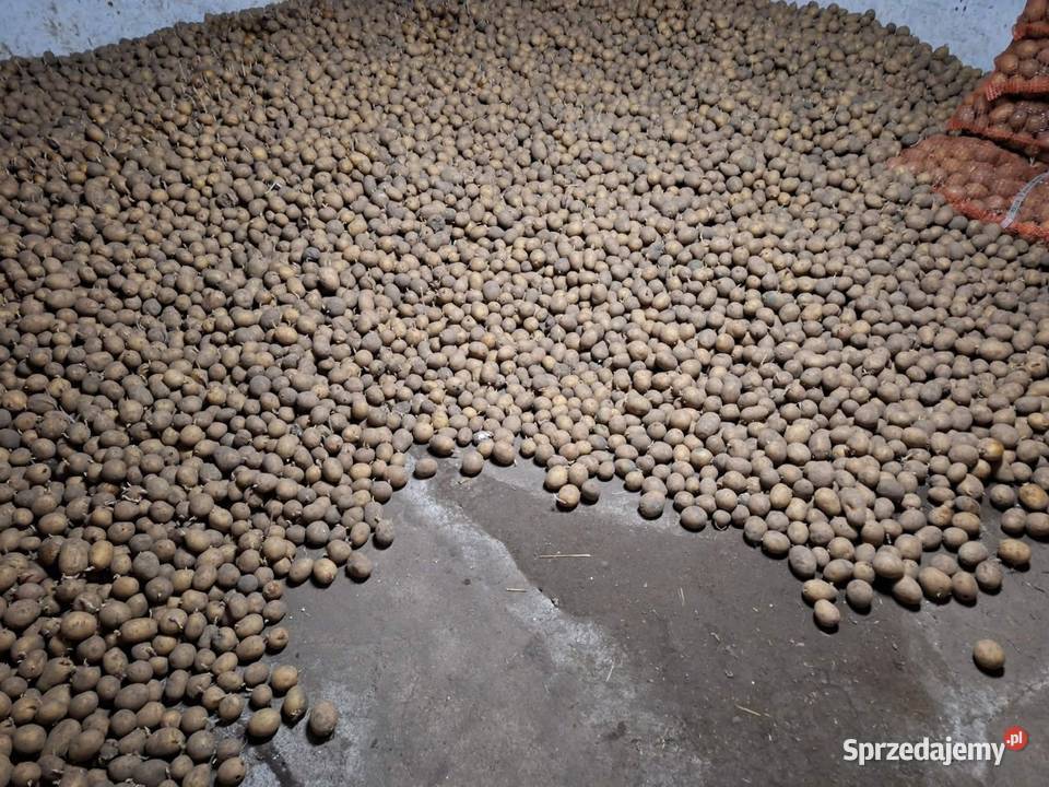 Ziemniaki sadzeniaki GALA Przemków