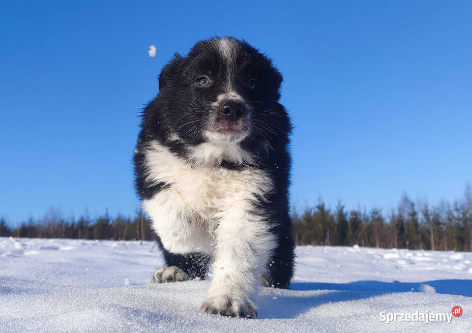 Suczka Border Collie Rasowy Szczeniak z Hodowli Iwonicz