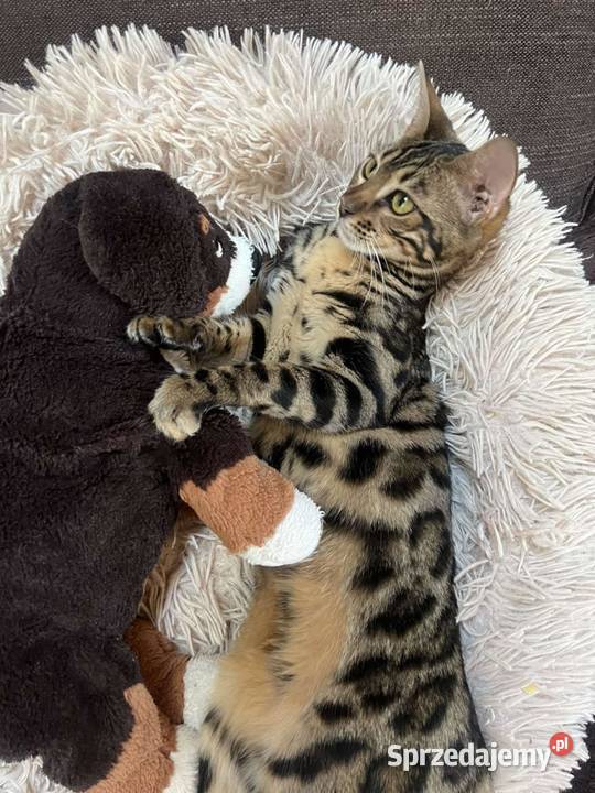 WYJĄTKOWA kotka Bengalska małopolskie Kraków