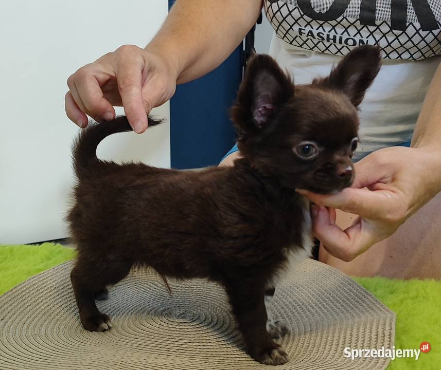 Chihuahua szczenięta super pies mini prawdziwy Radom