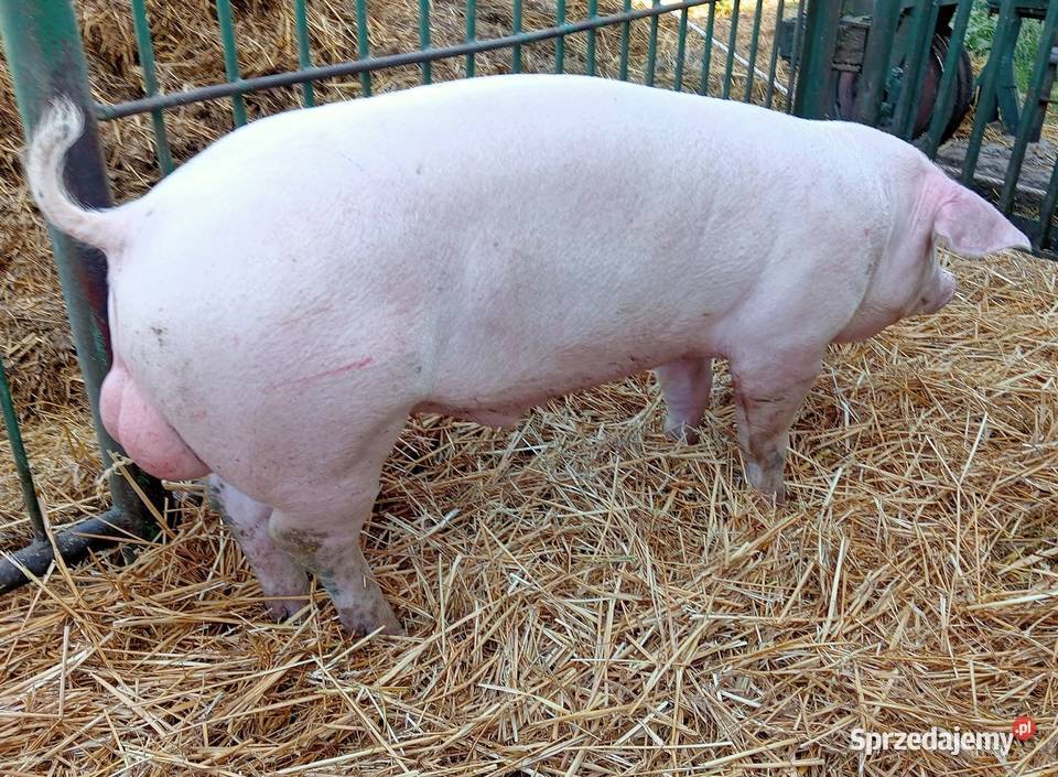 Czystorosowe knurki PBZ wielkopolskie Strzałkowo