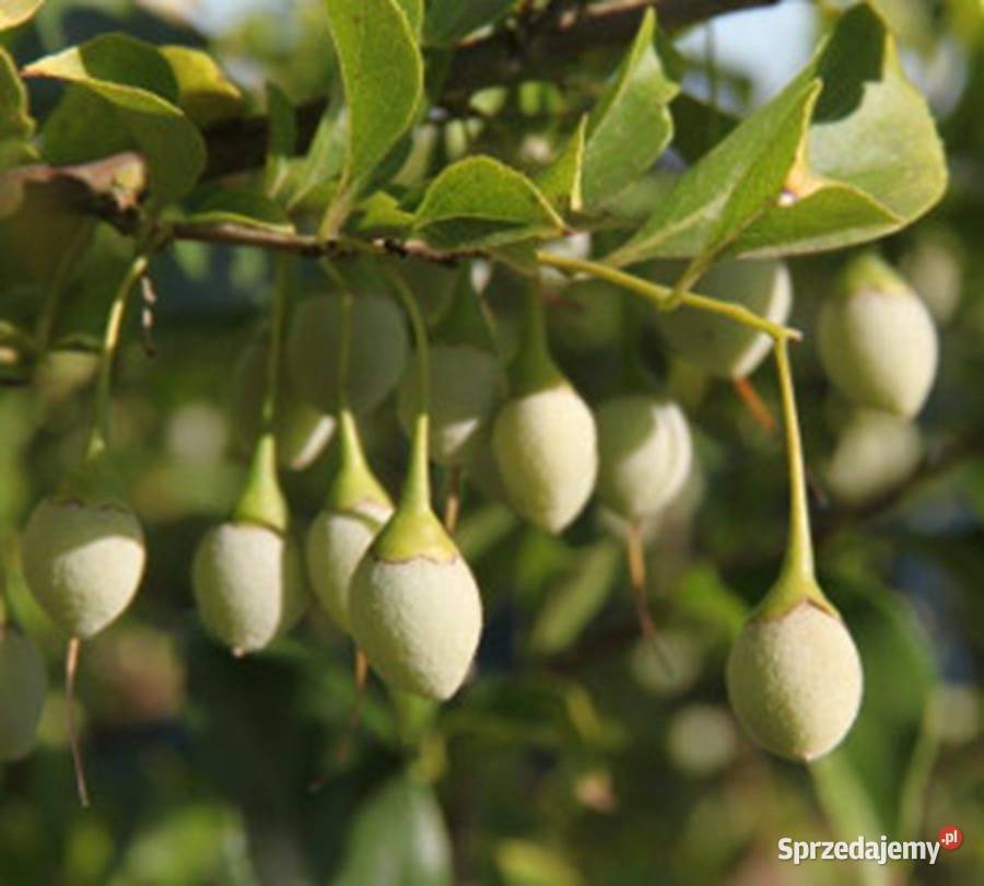 STYRAK JAPOŃSKI Styrax japonica NASIONA 40 sztuk Lubanie