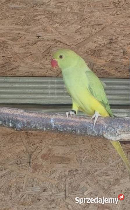 Aleksandretty obrożne różne mutacje Ptaki Skała