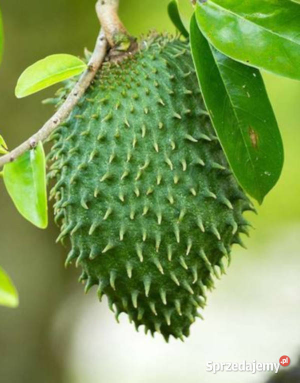 FLASZOWIEC MIĘKKOCIERNISTY Annona muricata Lubanie
