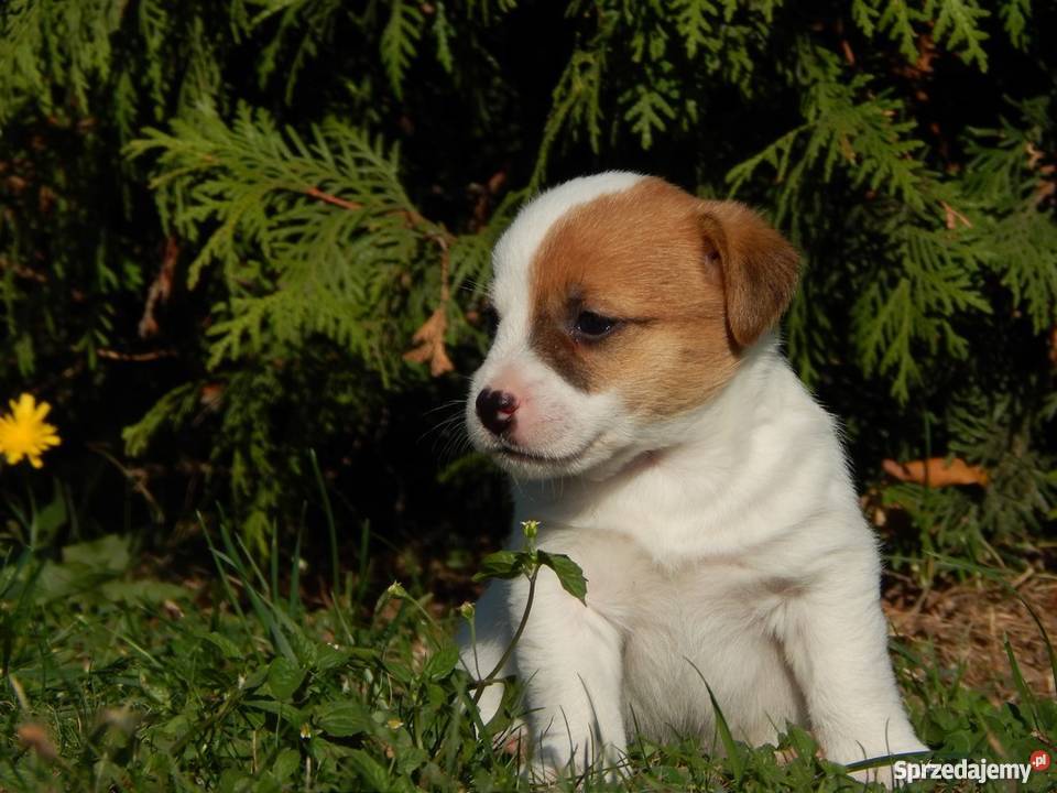 Szczenięta Jack Russell Terrier łódzkie sprzedam