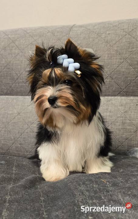 Biewer uroczy malutki piesek Yorki York do Orzesze