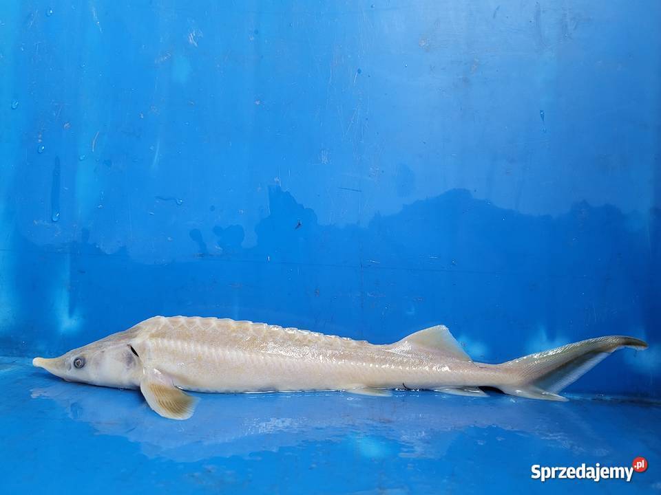 JESIOTR ALBINOS 18cm Ryby do zarybień stawów i oczek wodnych