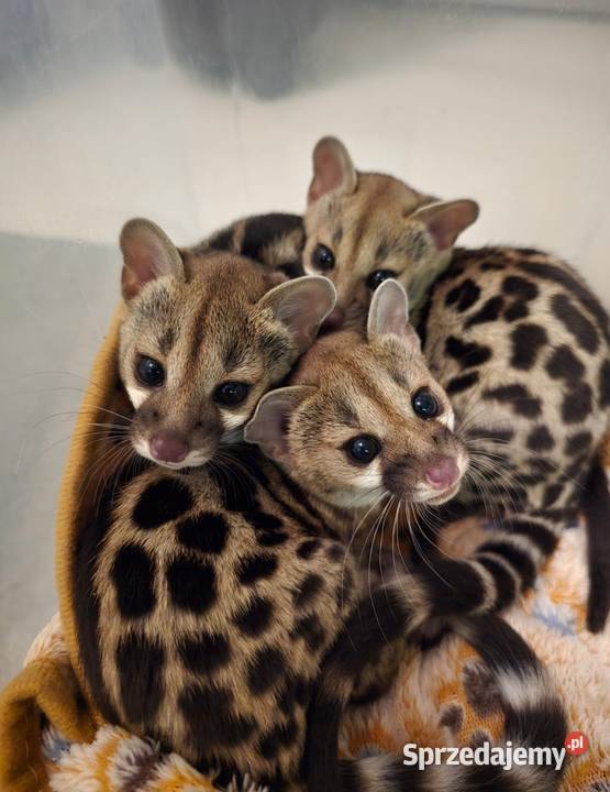 Żenety lamparcie Genetta maculata Siedlce