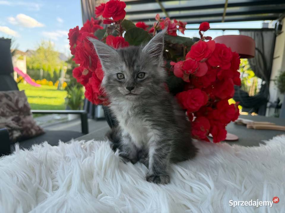Asa koteczka Maine Coon Nowa Wieś Lęborska