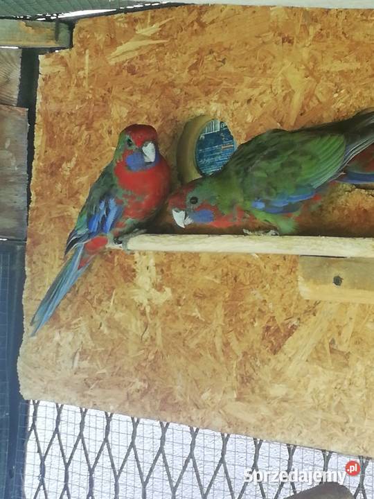 Sprzedam rozelle królewskie Nowy Sącz