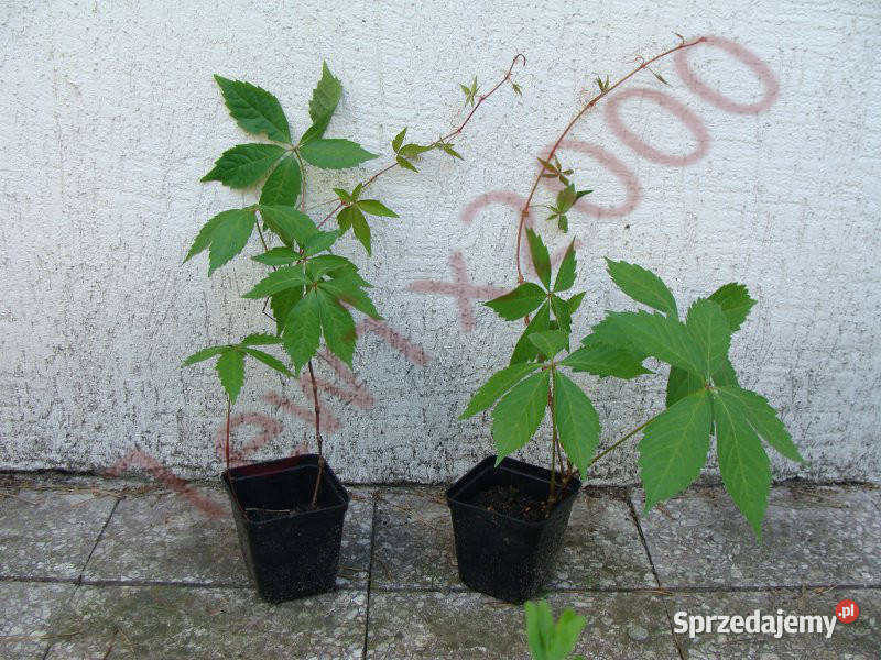 WINOBLUSZCZ PIĘCIOKLAPOWY sadzonki 50 w kujawsko-pomorskie Ustronie