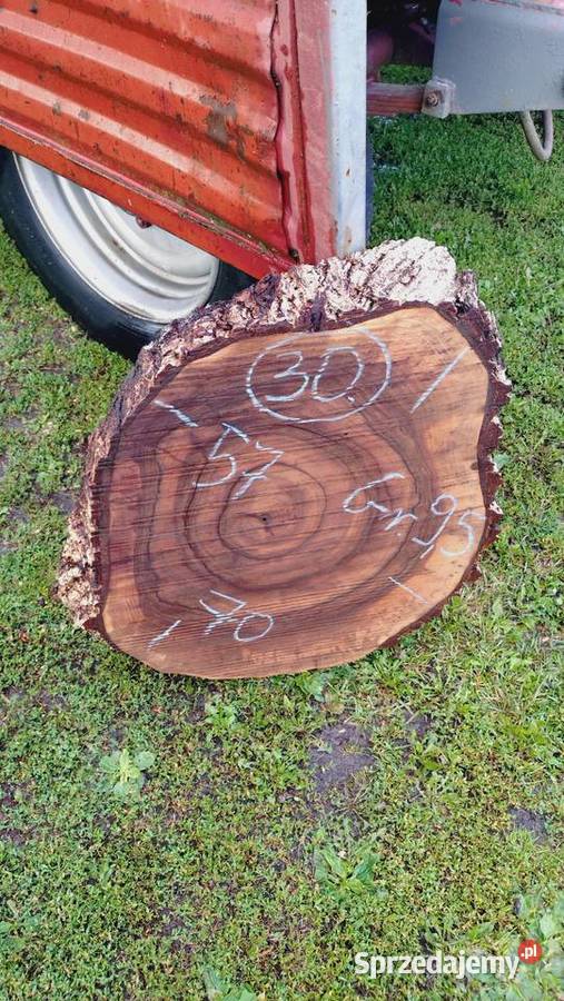Plastry Orzecha z Wyciętych Korzeni Przeworsk sprzedam