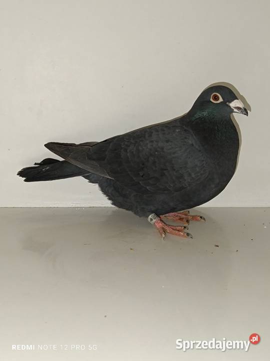 Gołębie pocztowe likwidacja hodowli Włocławek