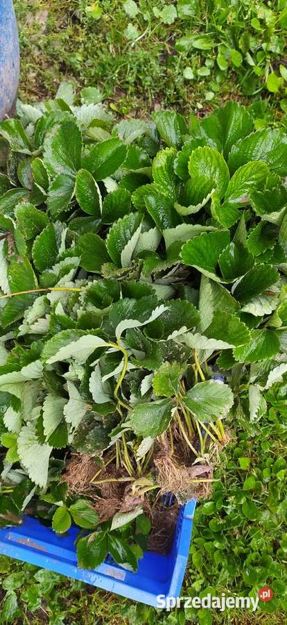 Sadzonki truskawki rumba Rybczewice Pierwsze