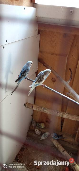 Do sprzedania nadwyżka papug Tarzymiechy Trzecie