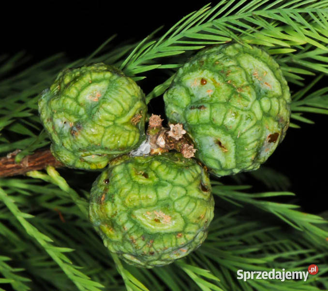 CYPRYŚNIK MEKSYKAŃSKI Taxodium mucronatum Lubanie