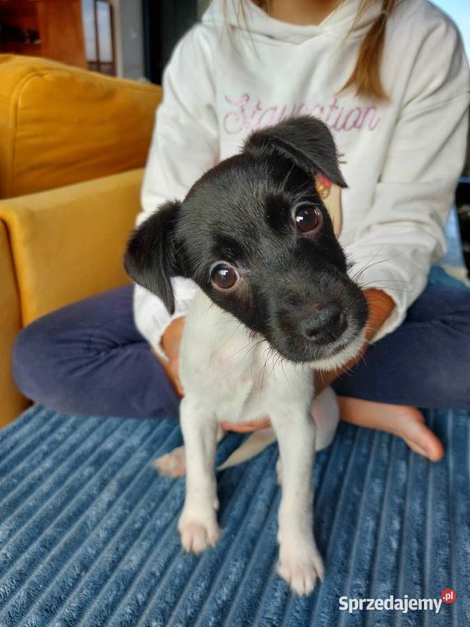 Parson russell terrier suczka szczenię Wrocław sprzedam