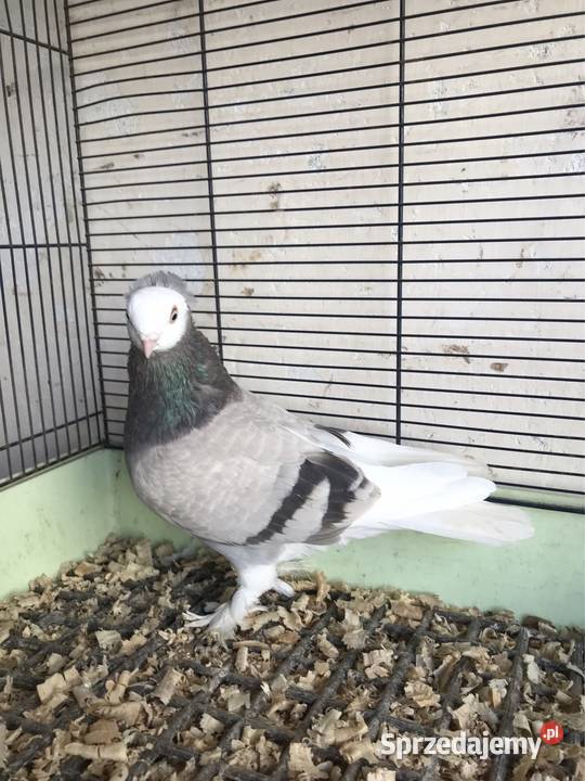 Mewka gołębie ozdobne Przeginia