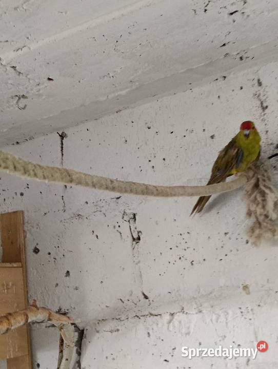 Modrolotki kozie pary legowe Brzeziny sprzedam