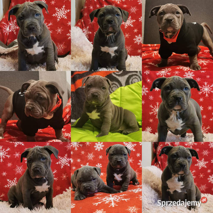 Amstaff LILIOWY PRZEBADANY Jedyny taki Dęblin sprzedam