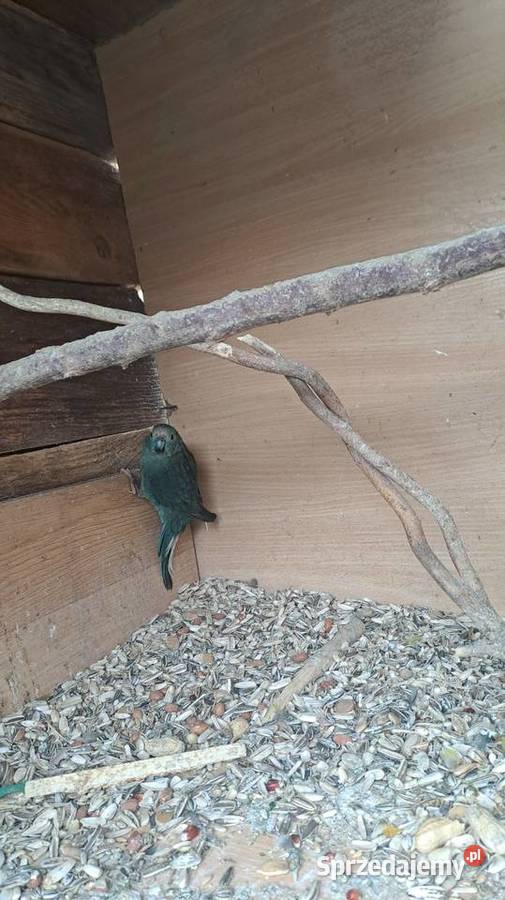 posiadam na sprzedaż papugi kozy Wawrzeńczyce