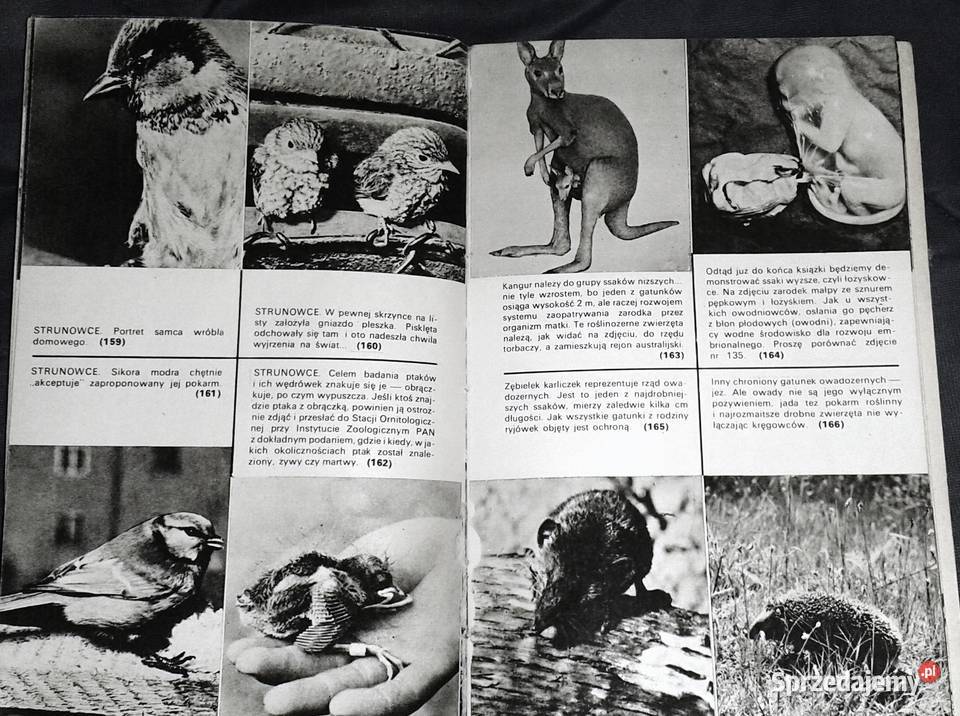 Zwierzęta z rodowodem Zuzanna Stromenger Chełm