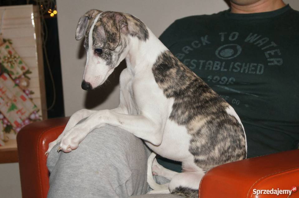 szczęnieta whippet sprzedam