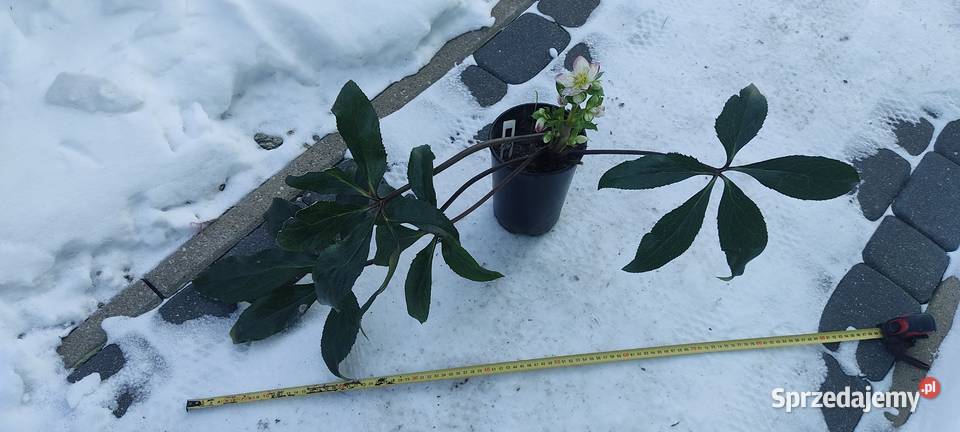 Ciemiernik Roses Dark Picotee Rabatowe Opole