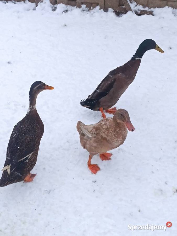 Kaczki biegusy biegusy indyjskie
