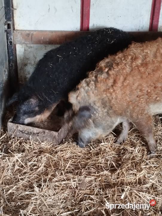 Knurek mangalica Winowno