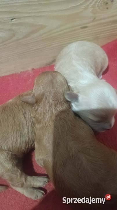 Maltipoo f1b Piesek Miechów